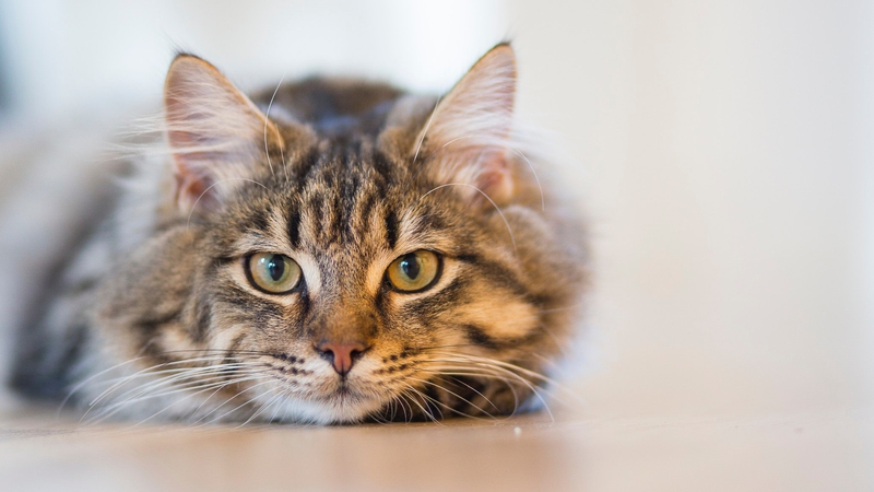 Karma w zasięgu łapy – dlaczego podajnik karmy jest must have dla właścicieli kotów
