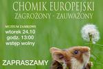 Sandomierz: ‚Chomik europejski - Klejnot Ziemi Sandomierskiej. Zagrożony. Zauważony’.