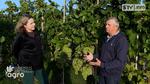 agroSFERA: Czas winobrania. Podsumowanie winiarskiego sezonu 2023 | STV.INFO